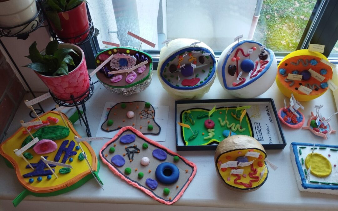 Praktični radovi učenika sedmih razreda – modeli stanica