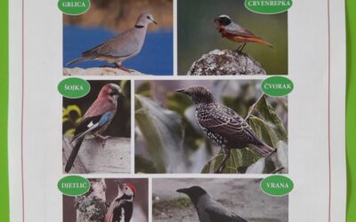 POMOZIMO PTICAMA STANARICAMA I NAPUŠTENIM MAČKAMA U HRANILIŠTU!